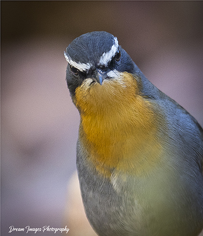 Bird 3